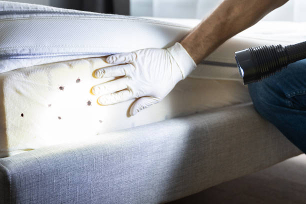 Professional Pest Control in Bolivar, MO