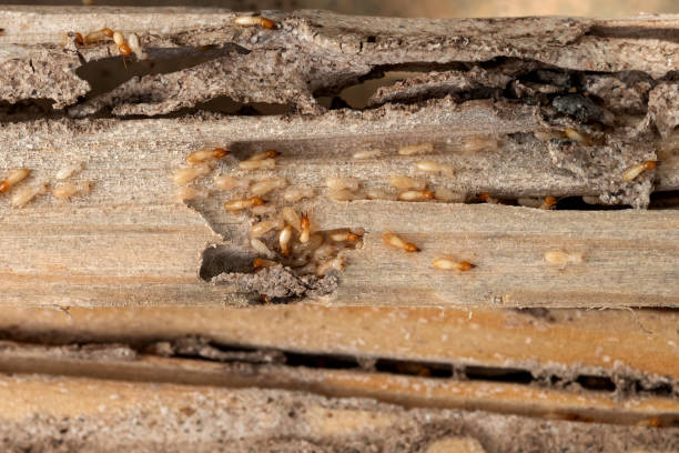 Best Commercial Pest Control Services  in Bolivar, MO